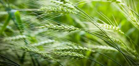 akkerbouw tarweveld graanveld tarwe - agri