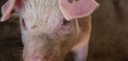 varkenshouderij biggen varkens - agri