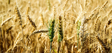 akkerbouw tarweveld graanveld tarwe - agri