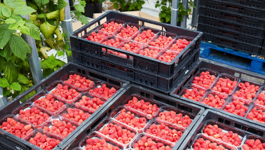 fruitteelt Albert Heijn fruit