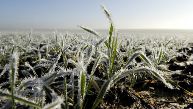 vorst winter wintergraan