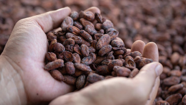 Cacao