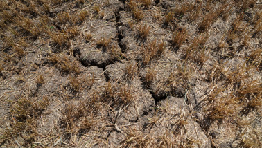 droogte tarwestoppel